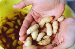  Sago worms &ndash; a Sarawakian delicacy